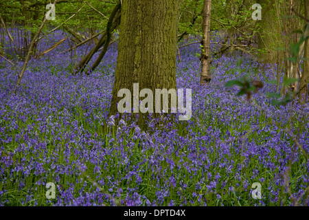 Jacinthes en fleurs dans un bois de l'Oxfordshire Banque D'Images