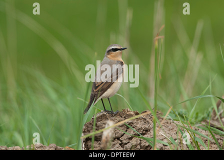 Traquet motteux (Oenanthe oenanthe). Homme sur la migration du printemps. Banque D'Images