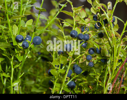 De plus en plus Blaeberries à l'état sauvage dans les pinèdes de Strathspey écossais d'origine. L'Écosse. 9212 SCO. Banque D'Images