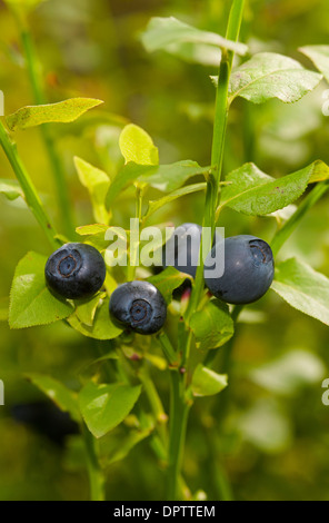 De plus en plus Blaeberries à l'état sauvage dans les pinèdes de Strathspey écossais d'origine. L'Écosse. 9213 SCO. Banque D'Images