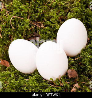 Trois oeufs de Pâques non décoré blanc ordinaire nichée dans un nid de paille avec une délicate de pulvérisation dainty fleurs souffle Babys pour célébrer le printemps et les vacances de Pâques Banque D'Images