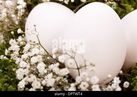 Trois oeufs de Pâques non décoré blanc ordinaire nichée dans un nid de paille avec une délicate de pulvérisation dainty fleurs souffle Babys pour célébrer le printemps et les vacances de Pâques Banque D'Images