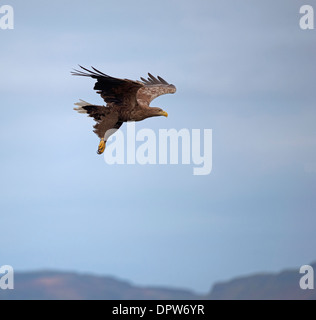 Le cerf de l'Aigle de mer plongée sous-marine pour une prise alimentaire sur l'île de Mull, Argyll. L'Écosse. 9236 SCO. Banque D'Images