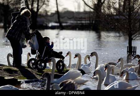 Les cygnes sont chargées sur la rivière Severn à Worcester qui est très élevée après de fortes pluies, Worcestershire Banque D'Images