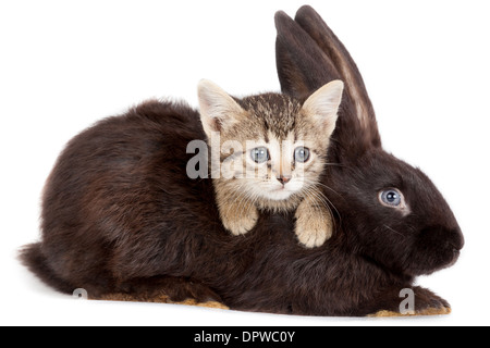 L'amitié des animaux et animaux de compagnie. Chaton et lapin dans studio isolé sur fond blanc. Banque D'Images