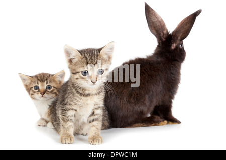 L'amitié des animaux et animaux de compagnie. Chaton et lapin dans studio isolé sur fond blanc. Banque D'Images