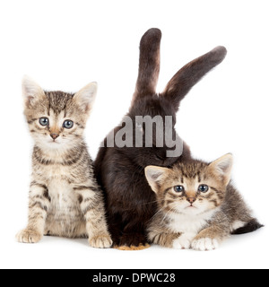 L'amitié des animaux et animaux de compagnie. Chaton et lapin dans studio isolé sur fond blanc. Banque D'Images