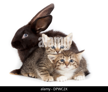 L'amitié des animaux et animaux de compagnie. Chaton et lapin dans studio isolé sur fond blanc. Banque D'Images