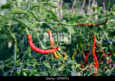 Red Chili Peppers growing on plante et prêt pour la cueillette Banque D'Images