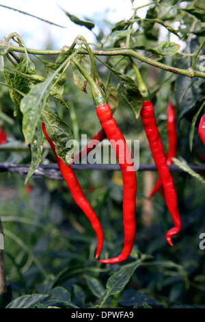 Red Chili Peppers growing on plante et prêt pour la cueillette Banque D'Images