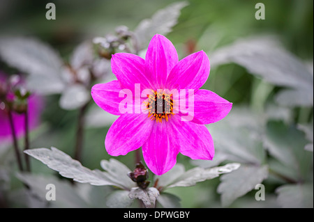 Image en gros plan d'un seul Dahlia rose "magenta Star' Fleur Banque D'Images