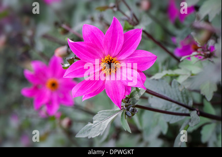 Image en gros plan d'un seul Dahlia rose "magenta Star' Fleur Banque D'Images