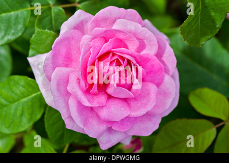 Image en gros plan d'une seule rose rose - Rosa Gertrude Jekyll Banque D'Images