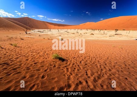 Vue paysage de vieux trou de l'eau oasis du désert, avec des dunes de sable rouge à l'arrière-plan Banque D'Images