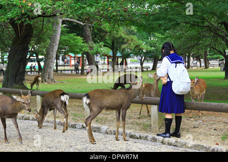 Japanese Schoolgirl rss tame Sika deer ( ) dans la ville de Nara, Préfecture de Nara, Japon, Asie. Banque D'Images