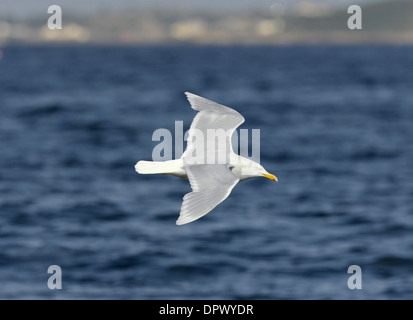 Goéland bourgmestre Larus hyperboreus - Adultes Hiver Banque D'Images