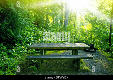 Banc en forêt - De Table de pique-nique en bois au milieu de la forêt. Endroit calme et lumineux. La connexion avec la nature. Banque D'Images