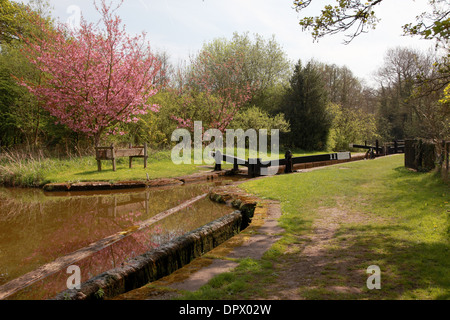 11 verrouillage sur le Bosley vol d'écluses sur le canal près de Macclesfield, Cheshire Sandbach Banque D'Images