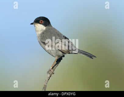 Fauvette sarde - Sylvia melanocephala Banque D'Images