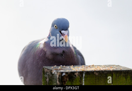 Pigeon ramier ramasser grain withs son bec du haut d'un poste en bois. Banque D'Images