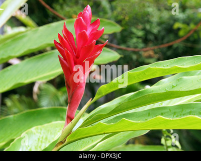 De la fleur de gingembre rouge, Caraïbes Banque D'Images