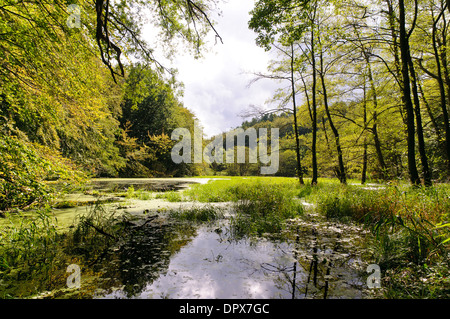 Les zones humides dans le Parc National de Jasmund, Rügen, Allemagne Banque D'Images