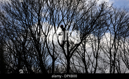 TREE SURGEON TRAVAILLER AVEC SCIE À COUVERT DES ARBRES FORESTIERS ARBRES DANGEREUX RE DE GESTION DE SANTÉ ET SÉCURITÉ DES TRAVAILLEURS ET EMPLOIS VU UK Banque D'Images