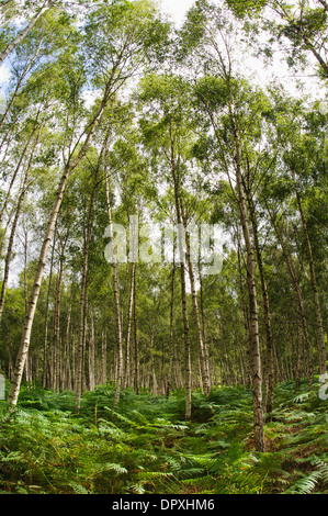 Un stand d'argent les bouleaux (Betula pendula) avec de la fougère (Pteridium aquilinum) à sous-bois Arne dans le Dorset. En août. Banque D'Images