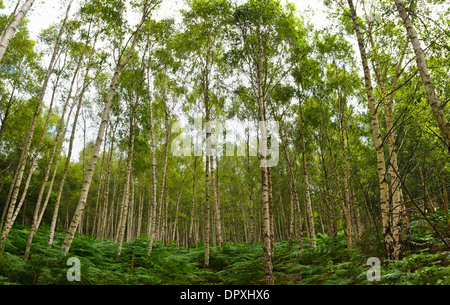 Un stand d'argent les bouleaux (Betula pendula) avec de la fougère (Pteridium aquilinum) à sous-bois Arne dans le Dorset. En août. Banque D'Images