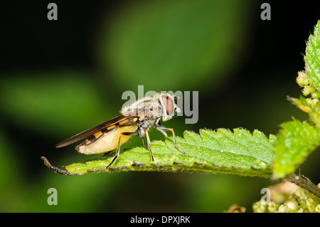 Wasp-imiter Hoverfly (Syrphus vitripennis), adulte perché sur une ortie feuille, à des piscines, dans le Kent. Cliffe En août. Banque D'Images