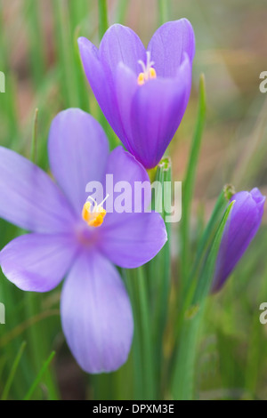 Grass Widow (Sisyrinchium douglaii), dans la gorge du Columbia, Washington, USA Banque D'Images