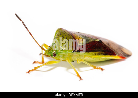 Bouleau (Elasmostethus interstinctus Bug Shield), adulte photographié sur un fond blanc à Bexleyheath, dans le Kent. En août. Banque D'Images