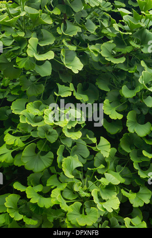 Feuilles d'un ginkgo biloba arbre. De l'Oregon, USA Banque D'Images