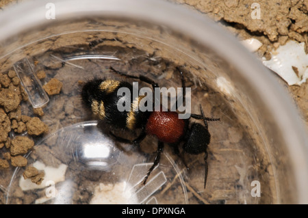 Ant de velours (Mutilla europaea), femelle sans ailes, un entomologiste dans la collecte du pot sur Oare Marsh dans le Kent. Septembre. Banque D'Images