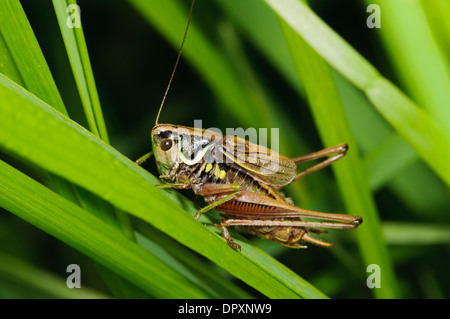 Roesel's Bush-cricket (Metrioptera roeselii) mâle adulte, grimper par de l'herbe à West Southend Marais, Essex. Septembre. Banque D'Images