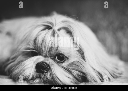 Shih Tzu chien portrait noir et blanc. Banque D'Images