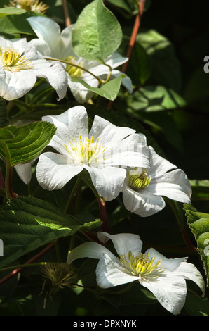 White Clematis fleurs en été dans un arbre en pleine croissance Banque D'Images