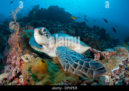 La tortue verte, Chelonia mydas, assis sur le récif, Bunaken, Manado, Sulewesi Nord, l'Indonésie. Banque D'Images