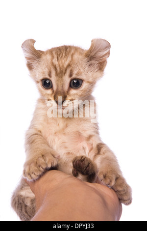 American curl chaton assis dans la main isolated on white Banque D'Images
