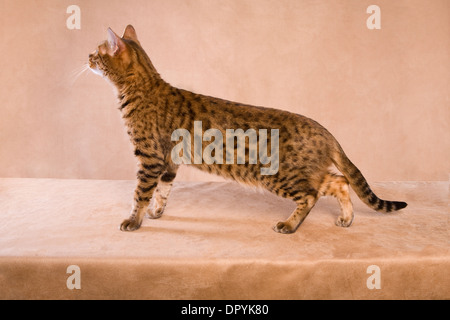 Bengal chat debout vue latérale sur fond doré Banque D'Images