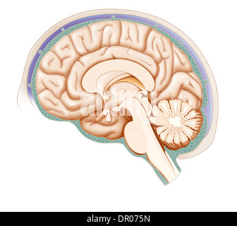 CERVEAU, DESSIN Banque D'Images