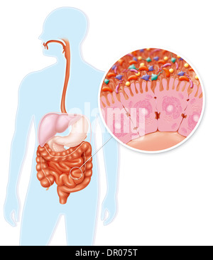 Les bactéries intestinales, dessin Banque D'Images