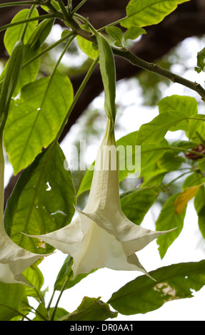 Brugmansia fleurs, natural background Banque D'Images