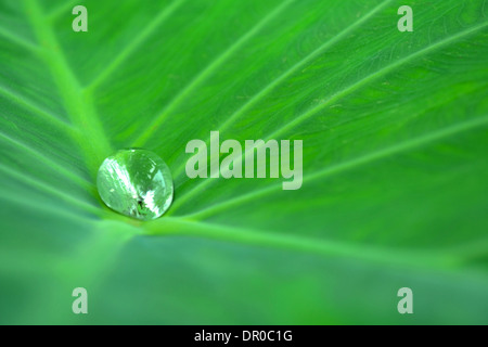 Gouttes d'eau sur une feuille de lotus dans la nature Banque D'Images