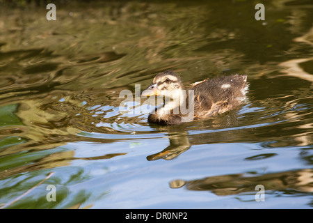 Les jeunes poussins canard colvert - Anas platyrhynchos, nager sur une rivière, Thames, Angleterre, RU Banque D'Images