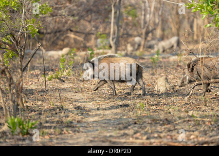 Bush africain (porc-Potamochoerus larvatus) passant par Bush, Kafue National Park, Zambie Banque D'Images