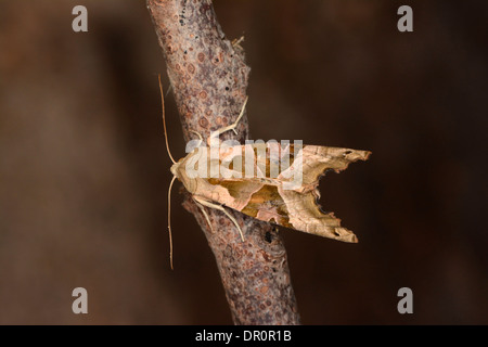 Nuances d'angle (Phlogophora meticulosa) adulte reposant sur des rameaux, Oxfordshire, Angleterre, Août Banque D'Images