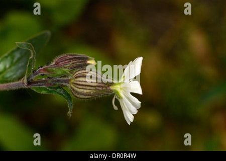 Vessie (Silene vulgaris) gros plan de fleur, Oxfordshire, Angleterre, juin Banque D'Images