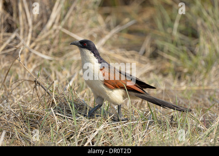 À queue cuivrée (Centropus cupreicaudus Coucal) entre les herbes, Kafue National Park, Zambie, septembre Banque D'Images