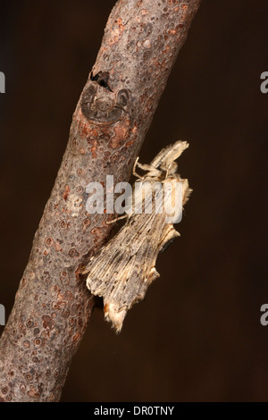 Espèce d'éminents pâle (Pterostoma palpina) adulte au repos sur des rameaux, Oxfordshire, Angleterre, Août Banque D'Images